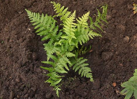 Frauenfarn - Einpflanzen im Garten Frauenfarn - Einpflanzen im Garten
