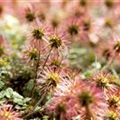 Acaena microphylla