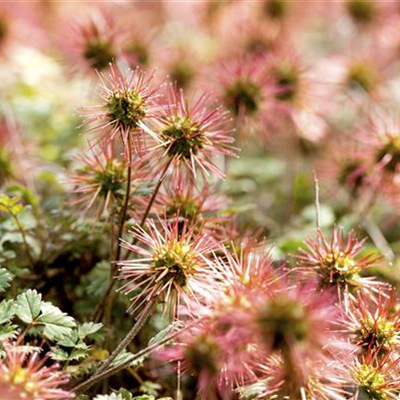 Garten-Stachelnüsschen