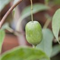 Actinidia arguta 'Issai'