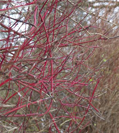 Herbstliche Dekoration im Kürbis