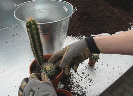 Kakteen - Einpflanzen in ein Gefäß Kakteen - Einpflanzen in ein Gefäß
