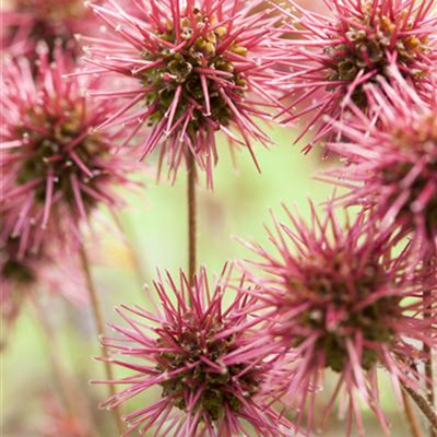 Garten-Stachelnüsschen 'Kupferteppich'