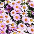 Argyranthemum frutescens, rosa