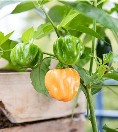 Urban Gardening – selbst in der Stadt ist Platz zum Gärtnern
