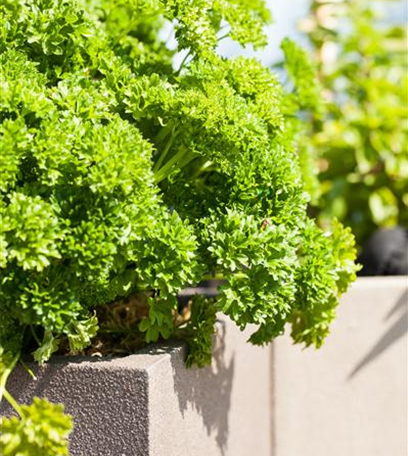 Kräuter im eigenen Garten: Anlegen des Kräutergartens