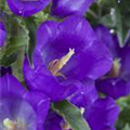 Campanula medium 'Appeal Deep Blue'