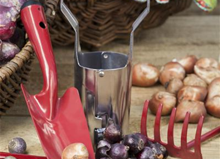 Ab in den Garten – Blumenzwiebeln im Frühjahr einpflanzen Ab in den Garten – Blumenzwiebeln im Frühjahr einpflanzen