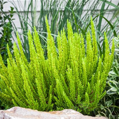 Blattschmuckheide Beauty Ladies® 'Skyline' Blattschmuckheide Beauty Ladies® 'Skyline'