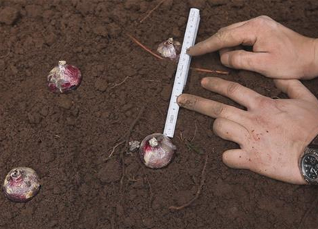 Hyazinthen - Blumenzwiebeln einpflanzen Hyazinthen - Blumenzwiebeln einpflanzen