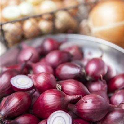 Rote Küchen-Zwiebel Rote Küchen-Zwiebel