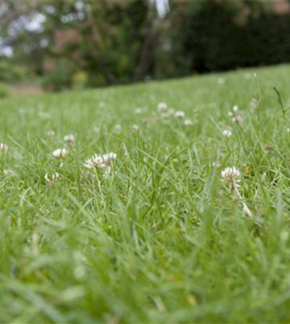 Rollrasen richtig verlegen - Tipps & Tricks