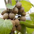 Actinidia chinensis 'Solissimo'®
