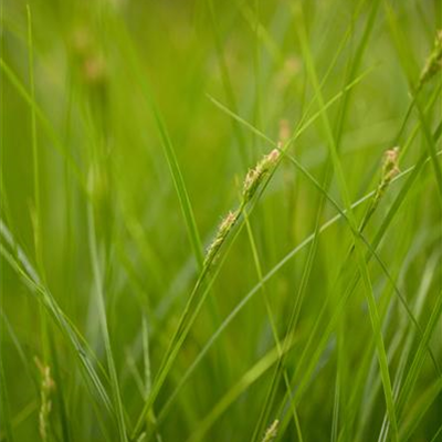 Bräunliche Segge Bräunliche Segge