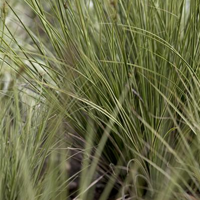 Garten-Segge 'Jenneke' Garten-Segge 'Jenneke'