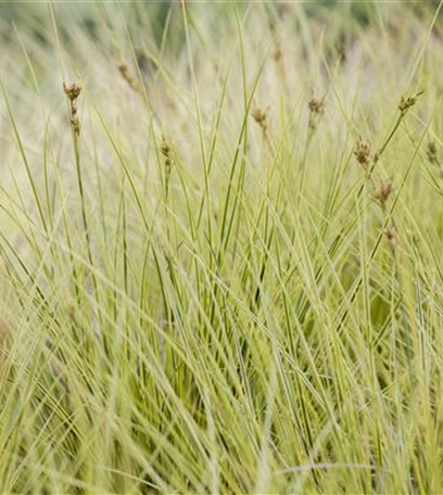 Carex – Weltenbummler und Anpassungskünstler