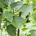 Acer capillipes