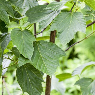 Roter Schlangenhautahorn Roter Schlangenhautahorn