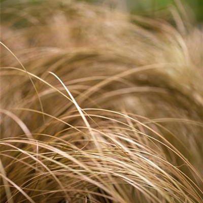 Bräunliche Garten-Segge 'Bronze Form' Bräunliche Garten-Segge 'Bronze Form'