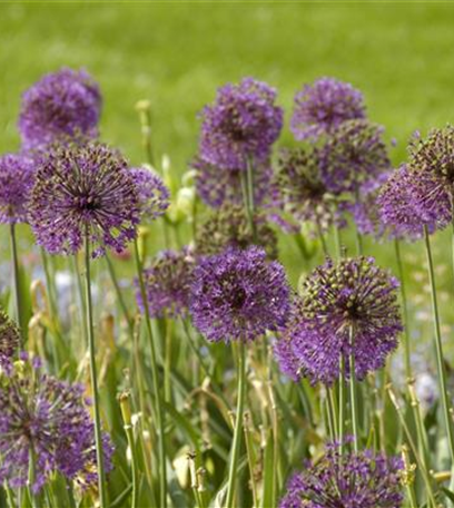 Allium – pflegeleichter Zierlauch als Gartenschmuck