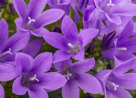 Die Glockenblume als perfekter Nachbar im Garten Die Glockenblume als perfekter Nachbar im Garten