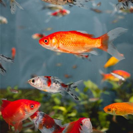 Aquaristik, Fische und Wasserpflanzen Aquaristik, Fische und Wasserpflanzen