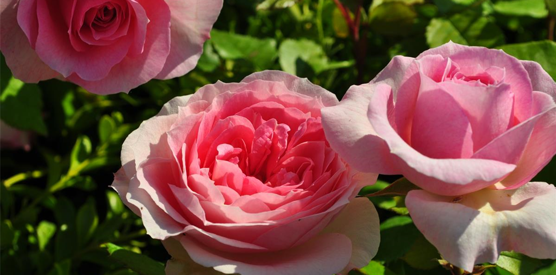 Herrenhäuser Schlossgärten Bild