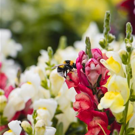 Beet & Balkon Beet & Balkon