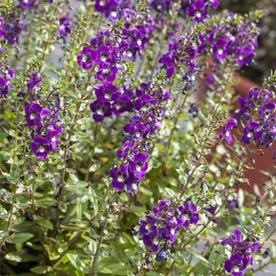 Engelsgesichtige Angelonie Engelsgesichtige Angelonie