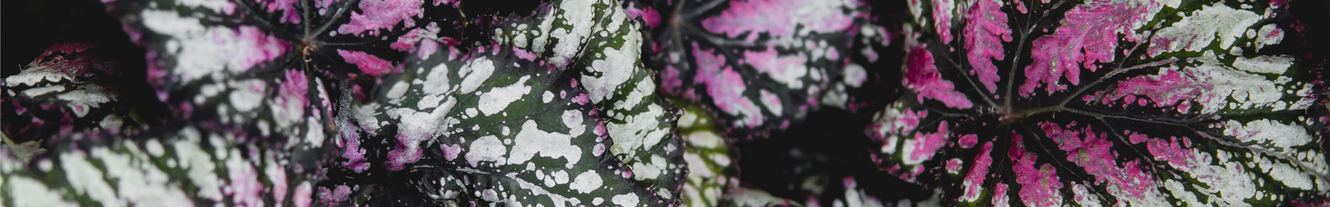 stanze-gartencenter-hannover (31) stanze-gartencenter-hannover (31)