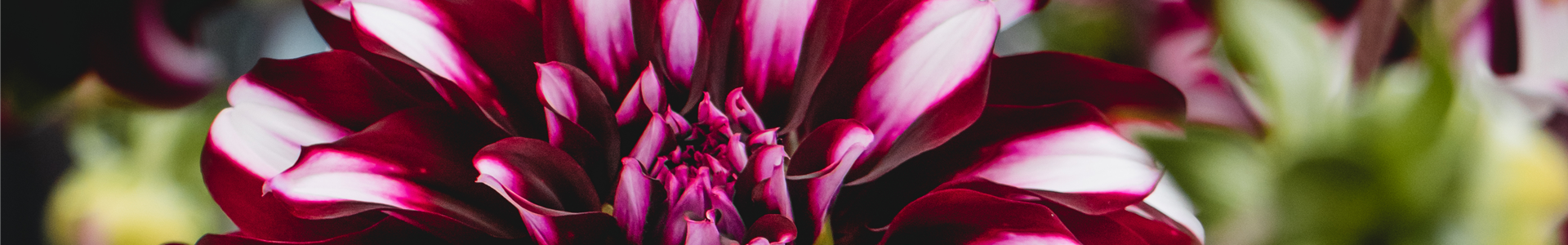 stanze-gartencenter-hannover (1) stanze-gartencenter-hannover (1)