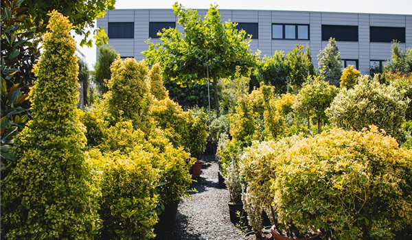 stanze_hemmingen_hannover_baumschule_5 stanze_hemmingen_hannover_baumschule_5