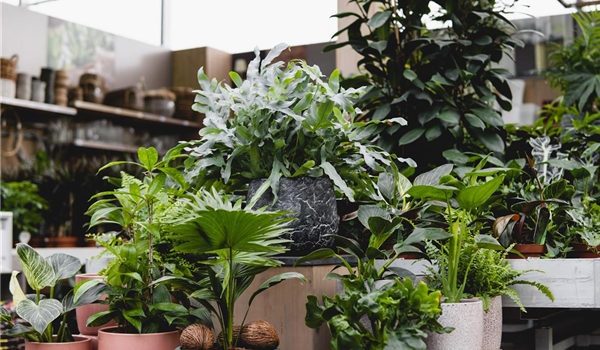 stanze_hemmingen_hannover_pflanzgefäße_töpfe_1