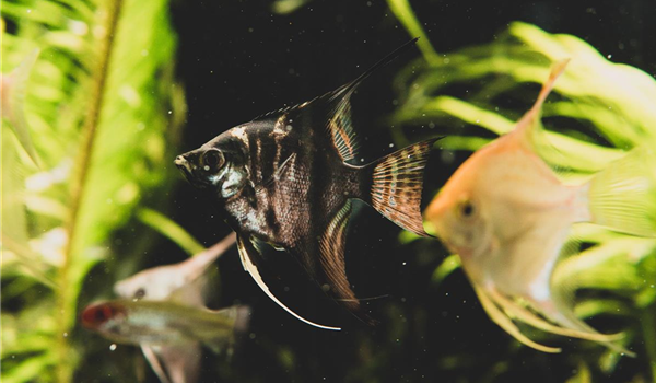 stanze_hemmingen_hannover_aquaristik_1 stanze_hemmingen_hannover_aquaristik_1