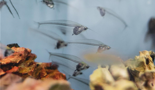 stanze_hemmingen_hannover_aquaristik_2 (1) stanze_hemmingen_hannover_aquaristik_2 (1)