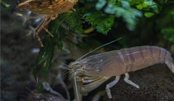 stanze_hemmingen_hannover_aquaristik_2 stanze_hemmingen_hannover_aquaristik_2