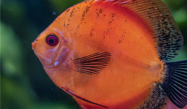 stanze_hemmingen_hannover_aquaristik_3 stanze_hemmingen_hannover_aquaristik_3