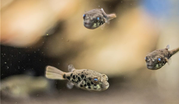 stanze_hemmingen_hannover_aquaristik_4 stanze_hemmingen_hannover_aquaristik_4