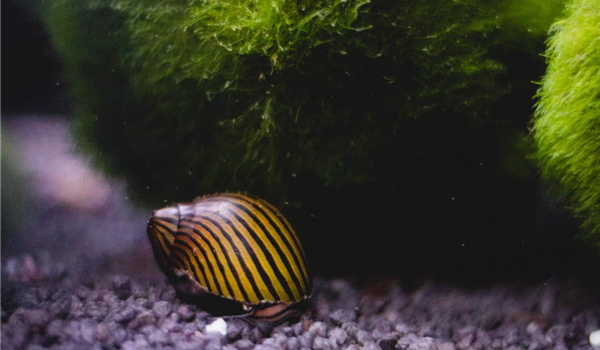 stanze_hemmingen_hannover_aquaristik_5 (1) stanze_hemmingen_hannover_aquaristik_5 (1)