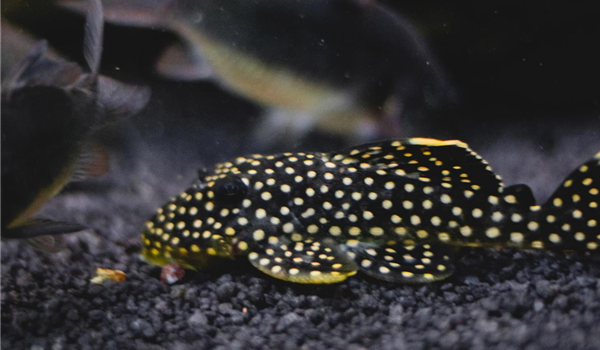 stanze_hemmingen_hannover_aquaristik_7 stanze_hemmingen_hannover_aquaristik_7