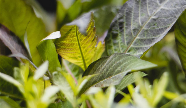 stanze_hemmingen_hannover_aquaristik_8 stanze_hemmingen_hannover_aquaristik_8