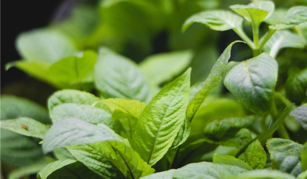 stanze_hemmingen_hannover_aquaristik_9 stanze_hemmingen_hannover_aquaristik_9