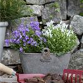 Campanula portenschlagiana 'Royal'