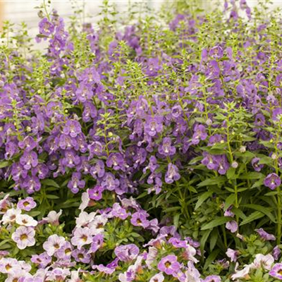 Angelonia  Angelonia
