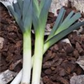 Allium porrum