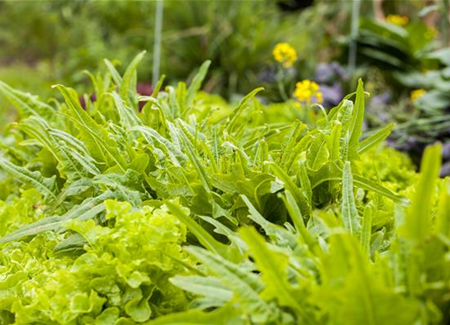 Ein bunter Salat auf dem Balkon mit Urban Gardening Ein bunter Salat auf dem Balkon mit Urban Gardening