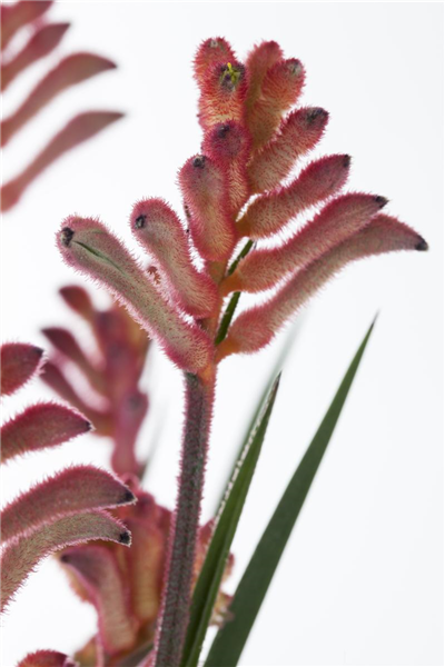 Kängurupfote Kängurupfote