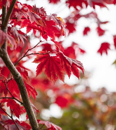 Es wird bunt! Herbst-Deko im Haus