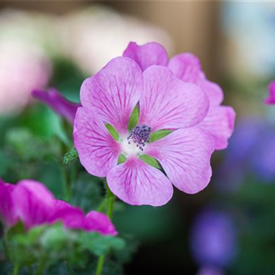 Kapmalve 'Elegans Princess'(s)