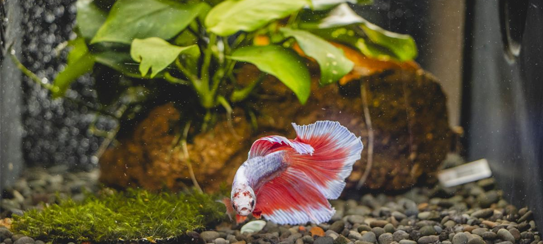 Entdecke Sie die faszinierende Aquarienlandschaft in Hannover Bild Entdecke Sie die faszinierende Aquarienlandschaft in Hannover Bild